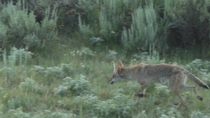 A coyote walking outdoors