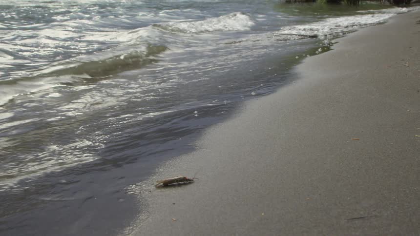 Gentle waves wash onto a sandy shoreline as a salmon fly crawls on the shore