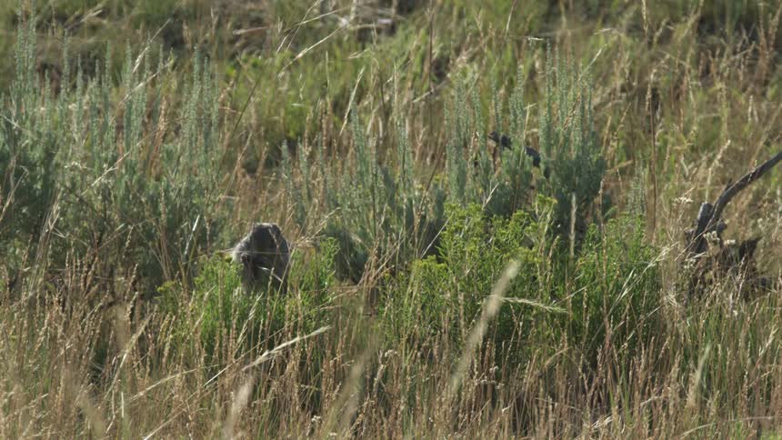 Ground squirrel sitting in tall grass and plants eating