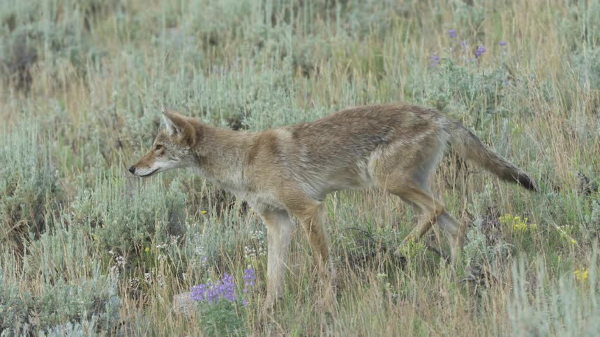 A tan coyote walks slowly through a field of dry grass and purple wildflowers in a meadow