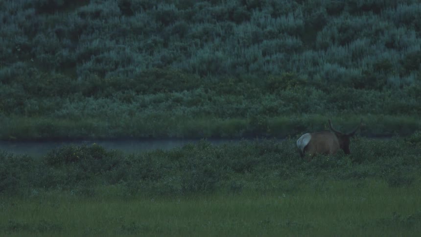Elk grazes in vegetation near a waterway in a natural area