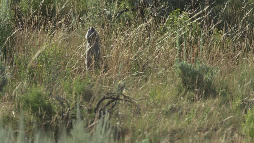 A close up view shows a ground squirrel emerging from thick dry grass and standing on its hind legs to look around a sunlit field