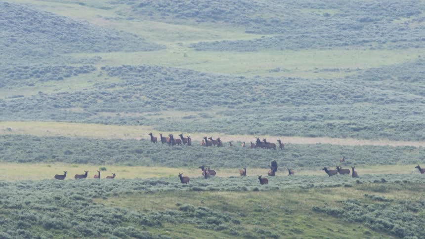 A distant wide view shows a large herd of elk moving across a vast green valley with rolling hills covered in low shrubs under a misty sky