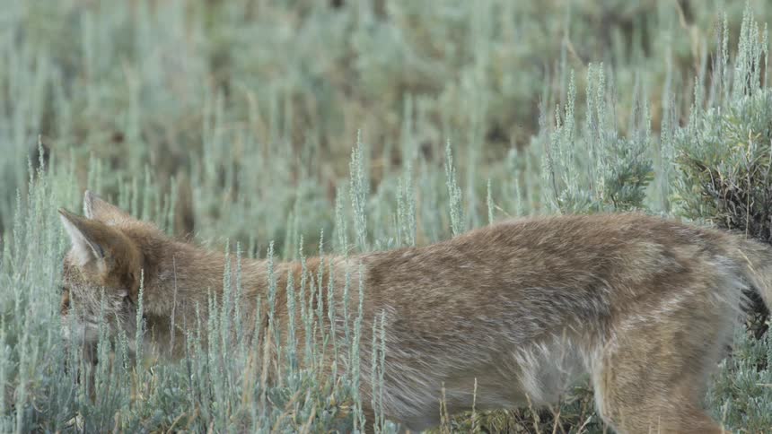 A close up shot shows a tan coyote lowers its head and pounces into tall sagebrush plants while hunting in a dry meadow