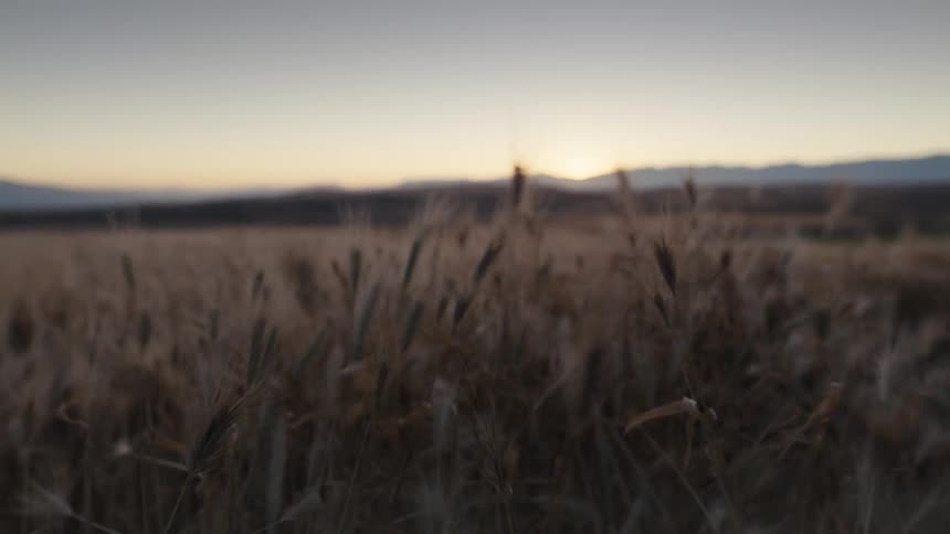 A view of grass growing in nature