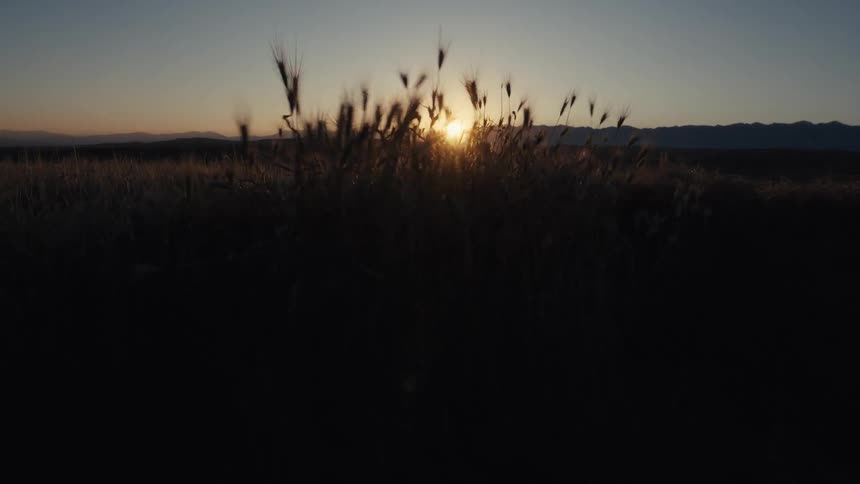 Low sun on horizon illuminates wheat spikes before mountain silhouettes