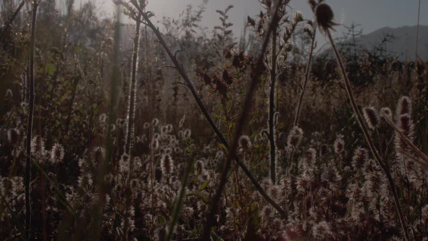 Plants and vegetation with mountains in the distance under a hazy sky