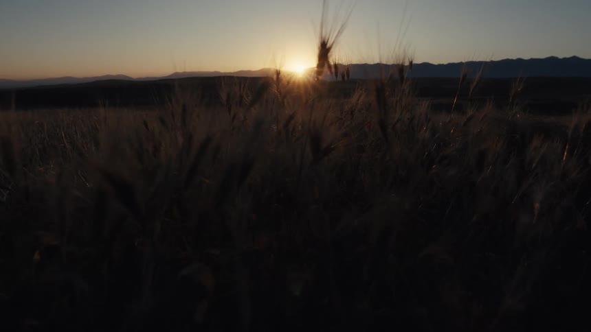 Low sun on horizon illuminates wheat field with mountain silhouettes in the background