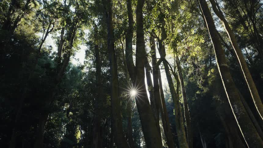 Sunlight shines through trees in the forest