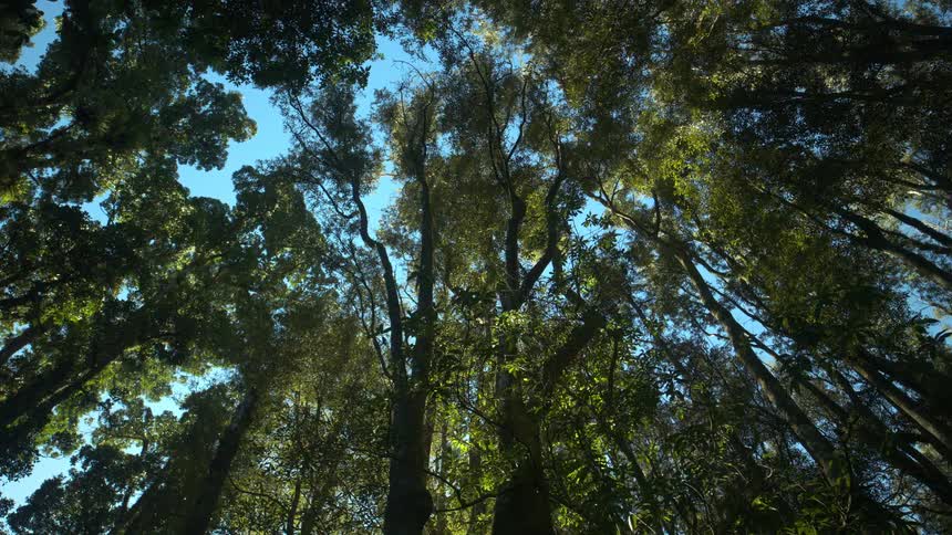 A view looking up at a dense canopy of tall trees with green leaves against a bright blue sky as sunlight filters through the branches in a lush forest