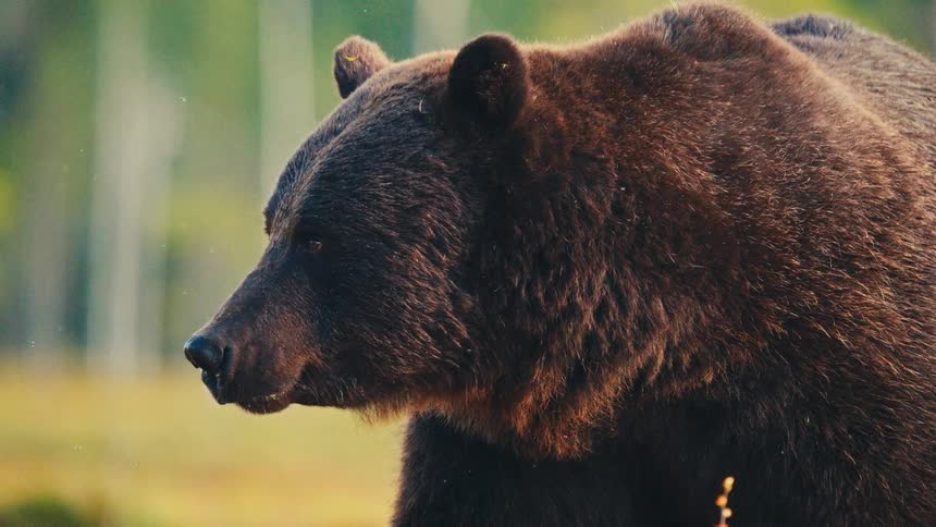 A bear standing outdoors on a sunny day