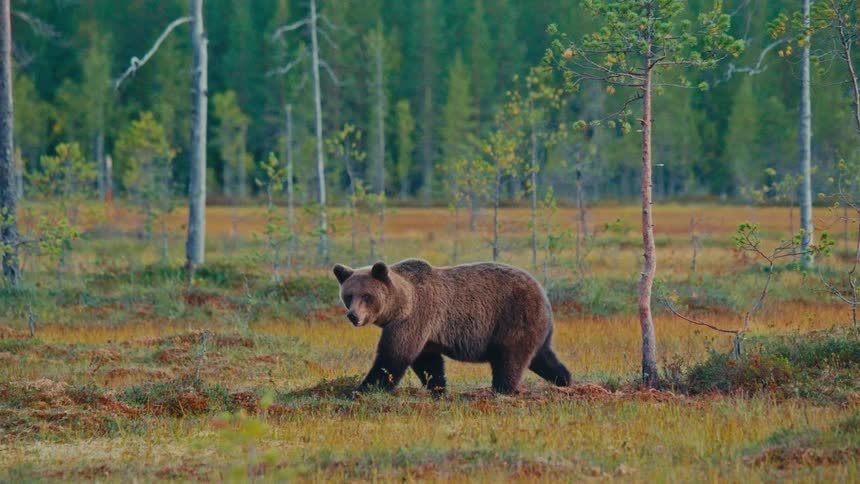 A bear walking around out in a forest