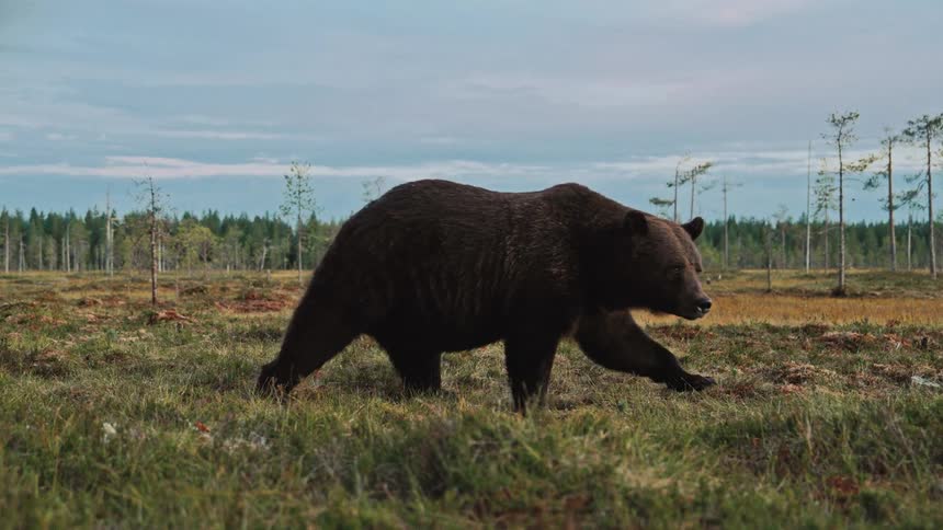 A bear walking around in a clearing
