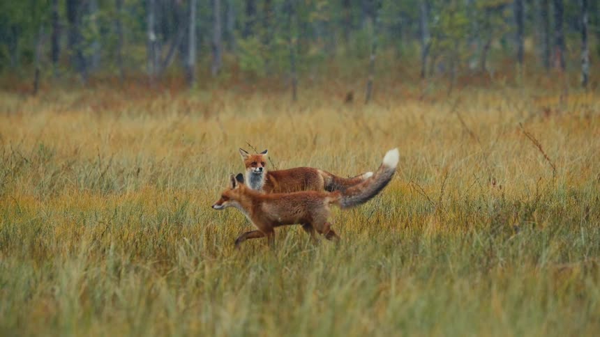 Two red foxes are seen in a grassy autumntoned field one fox stands still in the background alert and looking toward the camera while the second fox trots briskly across the foreground from right to left with its large whitetipped tail held high