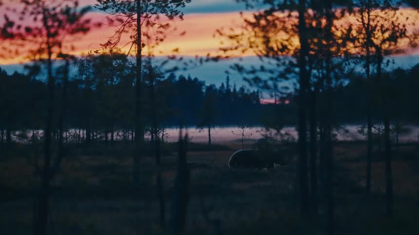 A bear running in a forest with a sunset in the distance