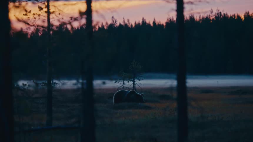 A large brown bear walks across a dark marshy clearing at twilight while a thick layer of mist hangs over the distant forest floor under an orange and blue evening sky