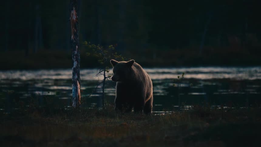 Brown bear walking along the shore of a lake in a forested area with water in the background