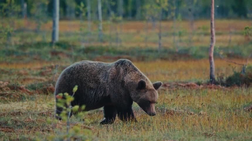 Two bears walking in a clearing