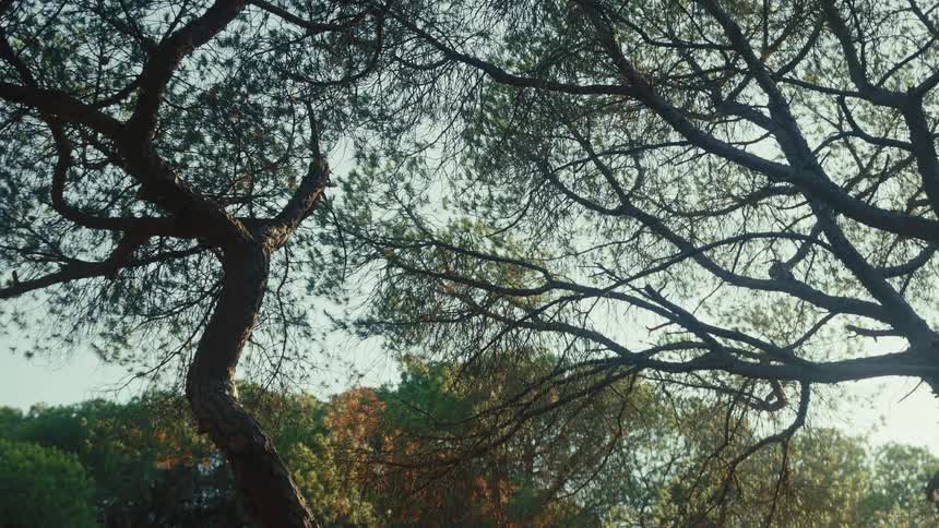 Deciduous trees in an autumn forest