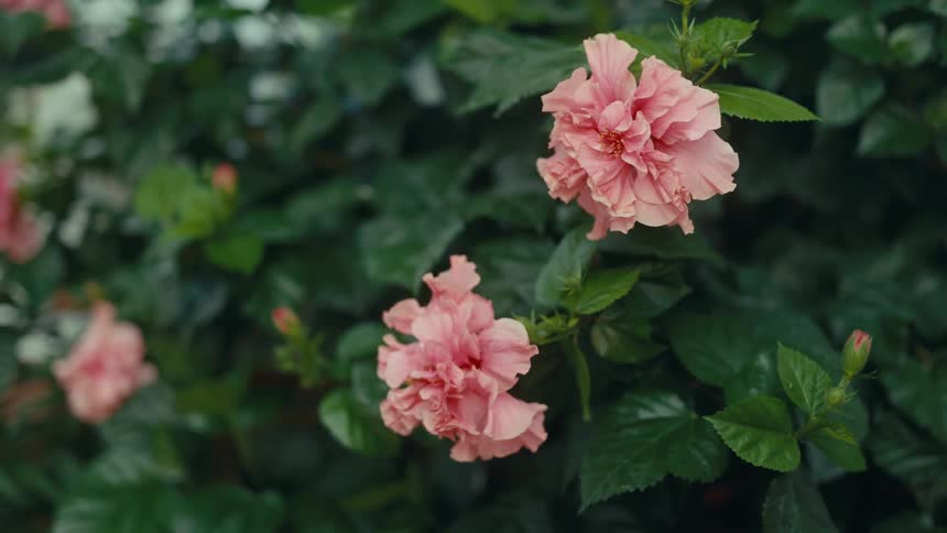 Pink hibiscus flowers among green leaves on a shrub