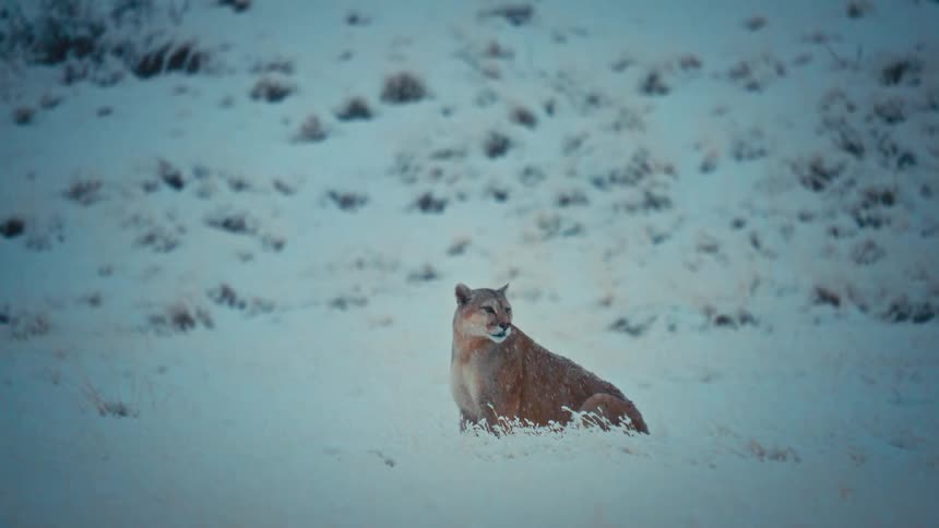 Puma sitting in a snowcovered field