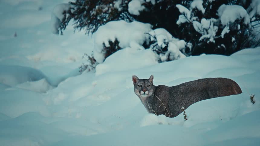 Puma walking through snow in a snowy landscape with trees in the background