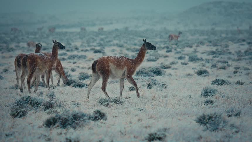 Guanacos walking across a snowcovered field during snowfall
