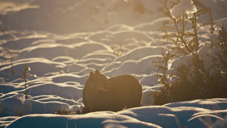 The cougar is chewing in the snow