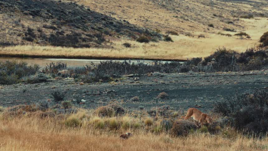 Cougar walks in a field of dry grass and vegetation