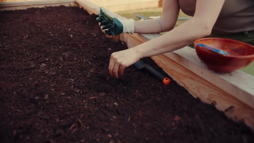 A woman planting seeds in her backyard garden burying them with a trowel after planting at midday
