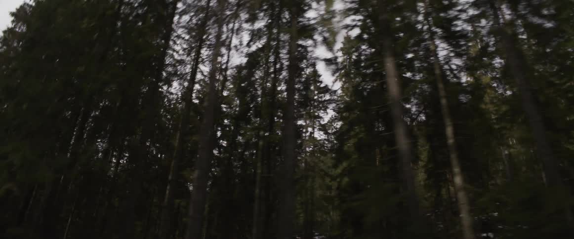 A view from a moving vehicle passes through a dense forest of tall pine trees with dark green needles under a dim and overcast sky