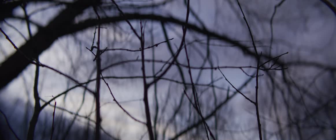 The video shows a closeup of dark bare tree branches swaying gently against a moody overcast twilight sky the soft focus and dim lighting create a quiet melancholic atmosphere as the thin twigs silhouette against the fading light