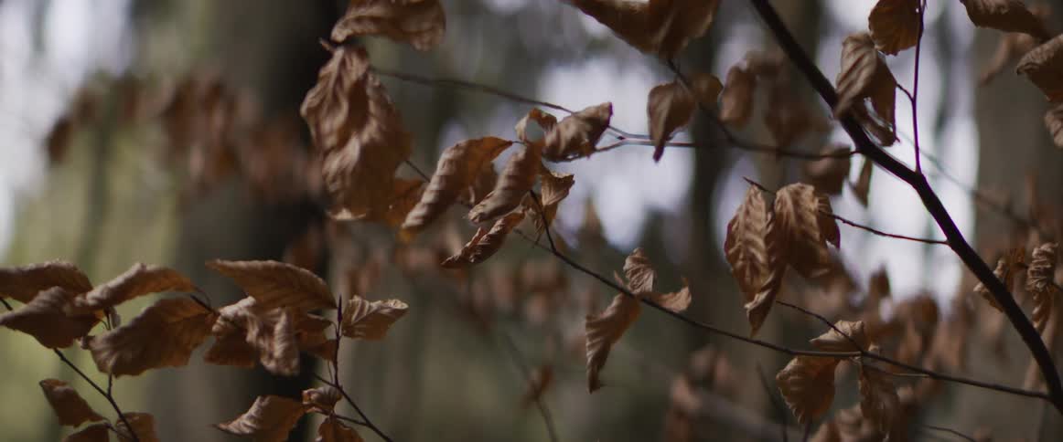 Dry fall leaves hang on the trees on a windy autumn day