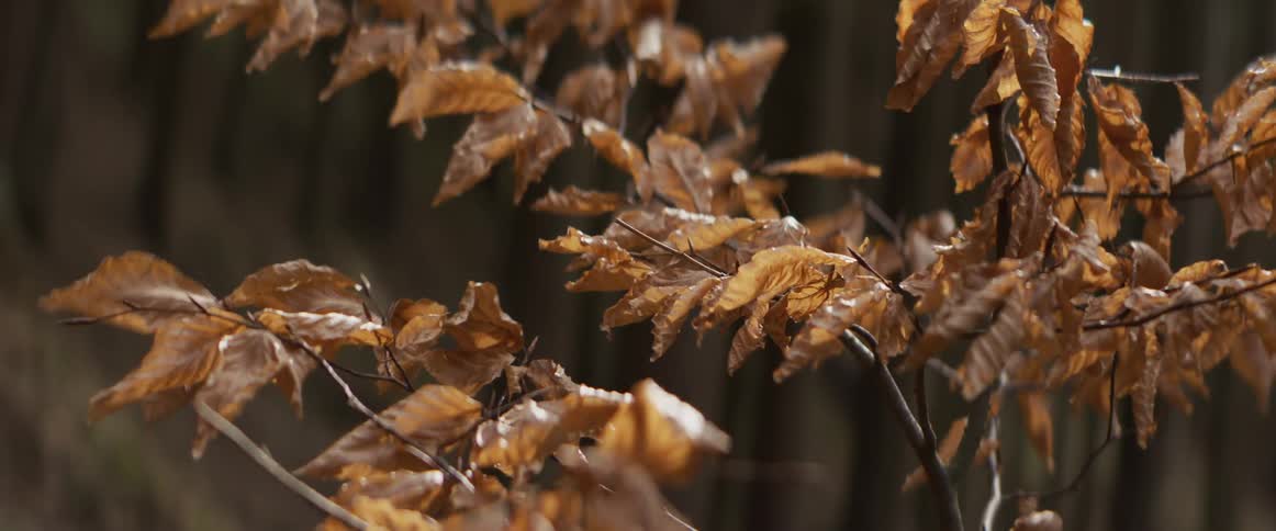 Dry brown beech leaves cling to a slender branch and sway gently in a soft breeze against a dark blurred forest background during the autumn