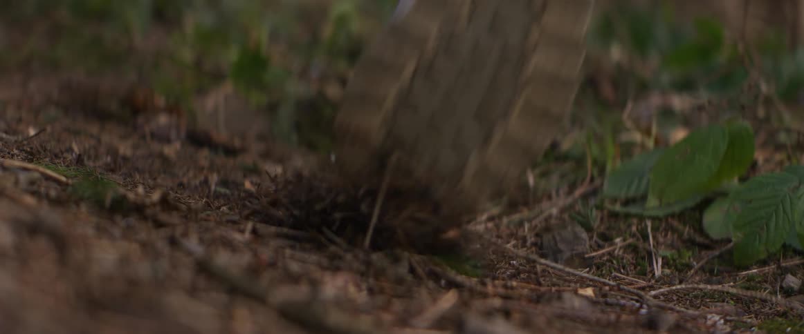 Sneaker stepping on dirt trail while running