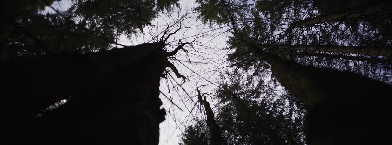 Lowangle view of tall trees in a forest