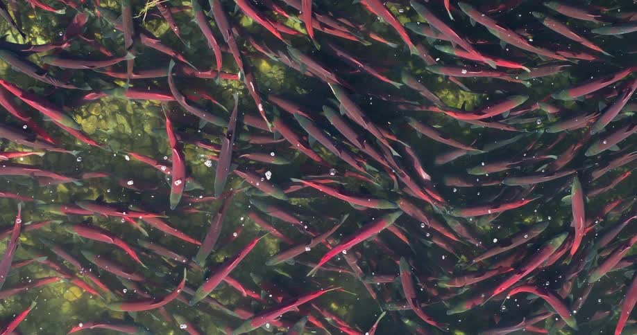 School of red fish swimming in clear water over submerged vegetation