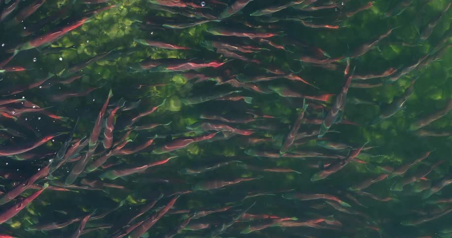 A top down view shows a dense school of sockeye salmon with red bodies and green heads swimming together in a clear river