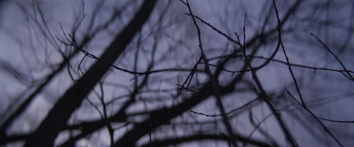 A view of some tree branches outdoors
