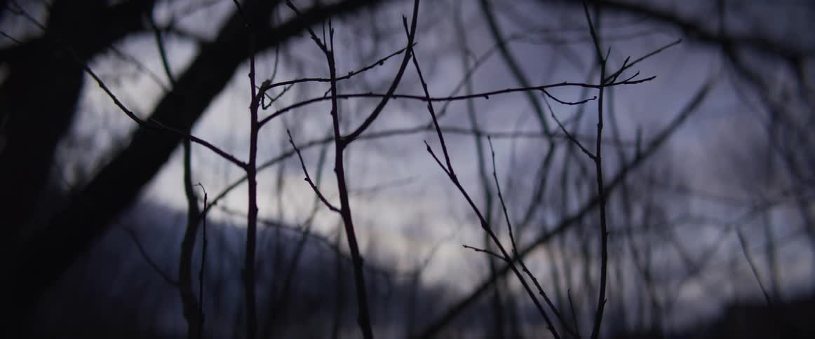 Dark bare branches stand in the foreground against a hazy purple and grey twilight sky while distant mountains and thick woods remain blurred in the background