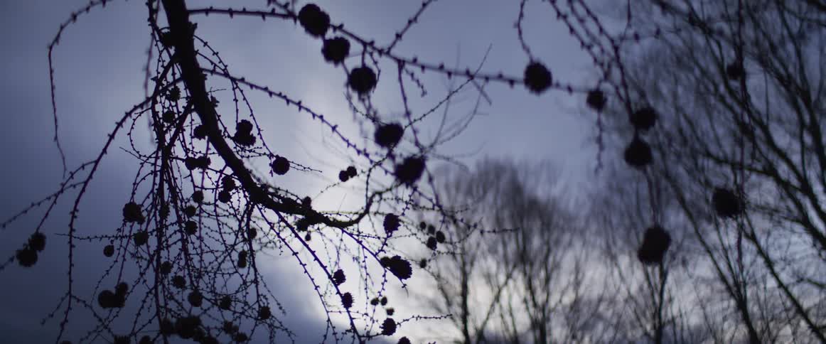 Several trees with no leaves on their branches are located under a cloudy sky