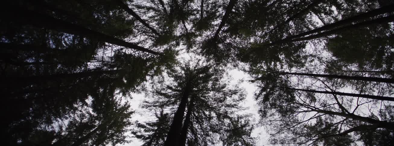 Treetops viewed from below in a forest