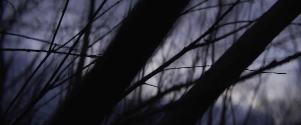 Tree branches and trunks in silhouette in a forest at dusk