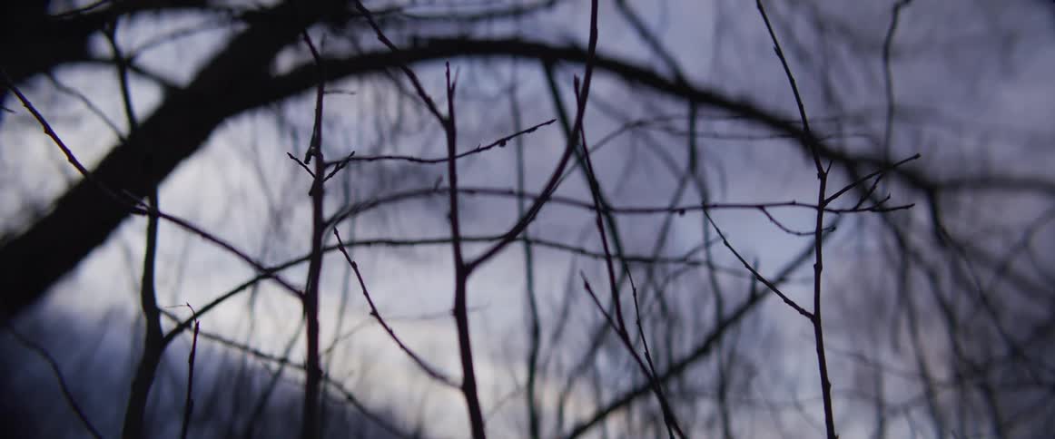 Thin tree branches in forest during dusk
