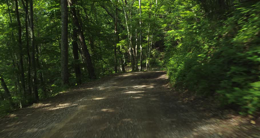 A view of a forest full of green trees