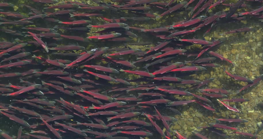 A dense school of red fish glides through clear shallow water their bodies weaving together above a bed of smooth stones