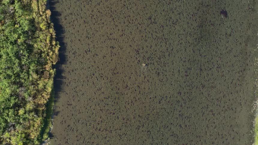 A top view shows a massive school of dark fish swimming in a shallow river with green bushes and a rocky bank visible along the left edge