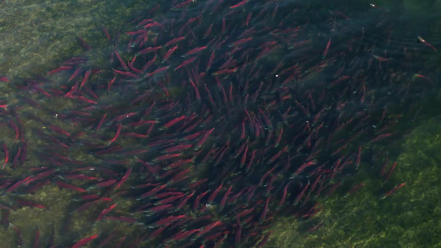 A dense school of red sockeye salmon swims together through clear river water over a rocky green riverbed in a high angle shot