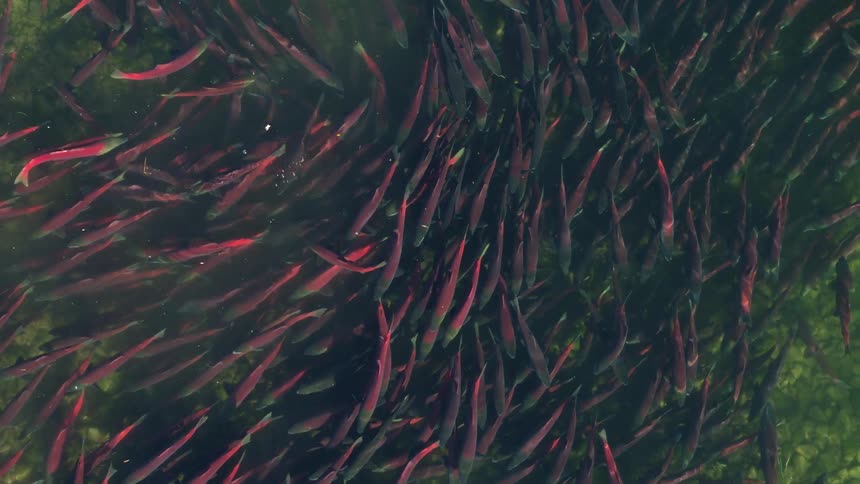A school of red salmon swimming in a shallow river during their migration period at midday