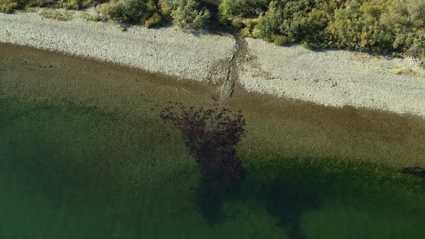 Ariel view of a dense school of red salmon swimming along a rocky riverbank toward a narrow stream